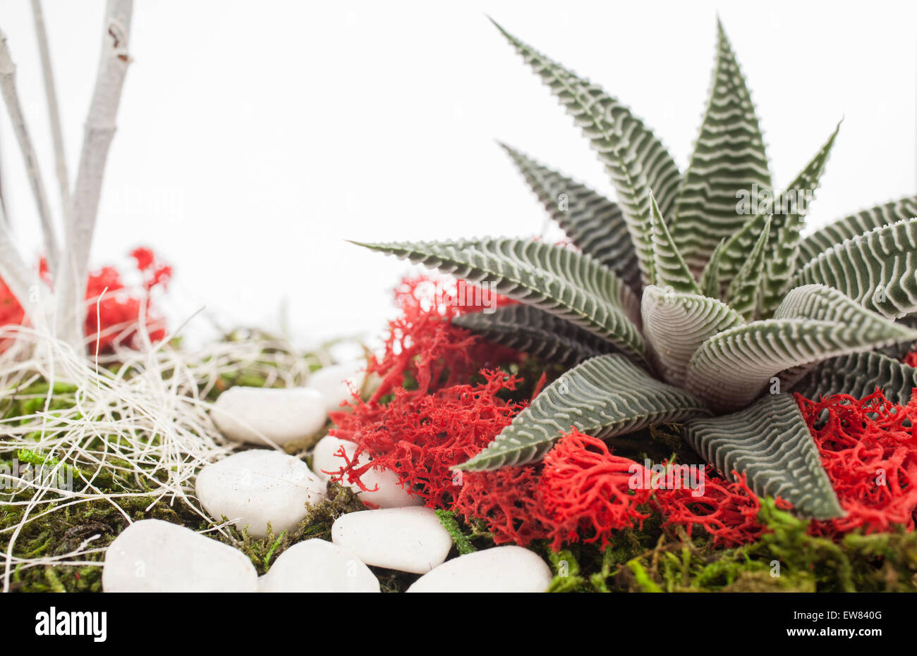 Small air plants living in a terrarium Stock Photo Alamy