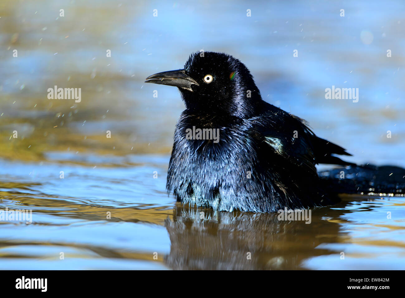 A bathing common grackle (Quiscalus quiscula), White Rock Lake, Dallas, Texas Stock Photo