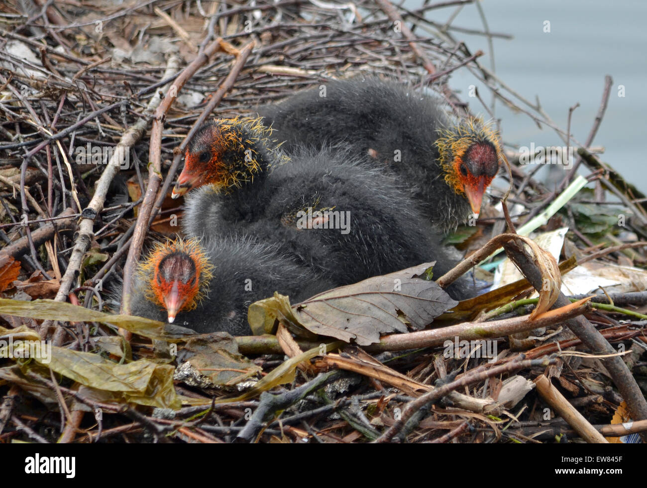 Baby coots sitting on the nest Stock Photo