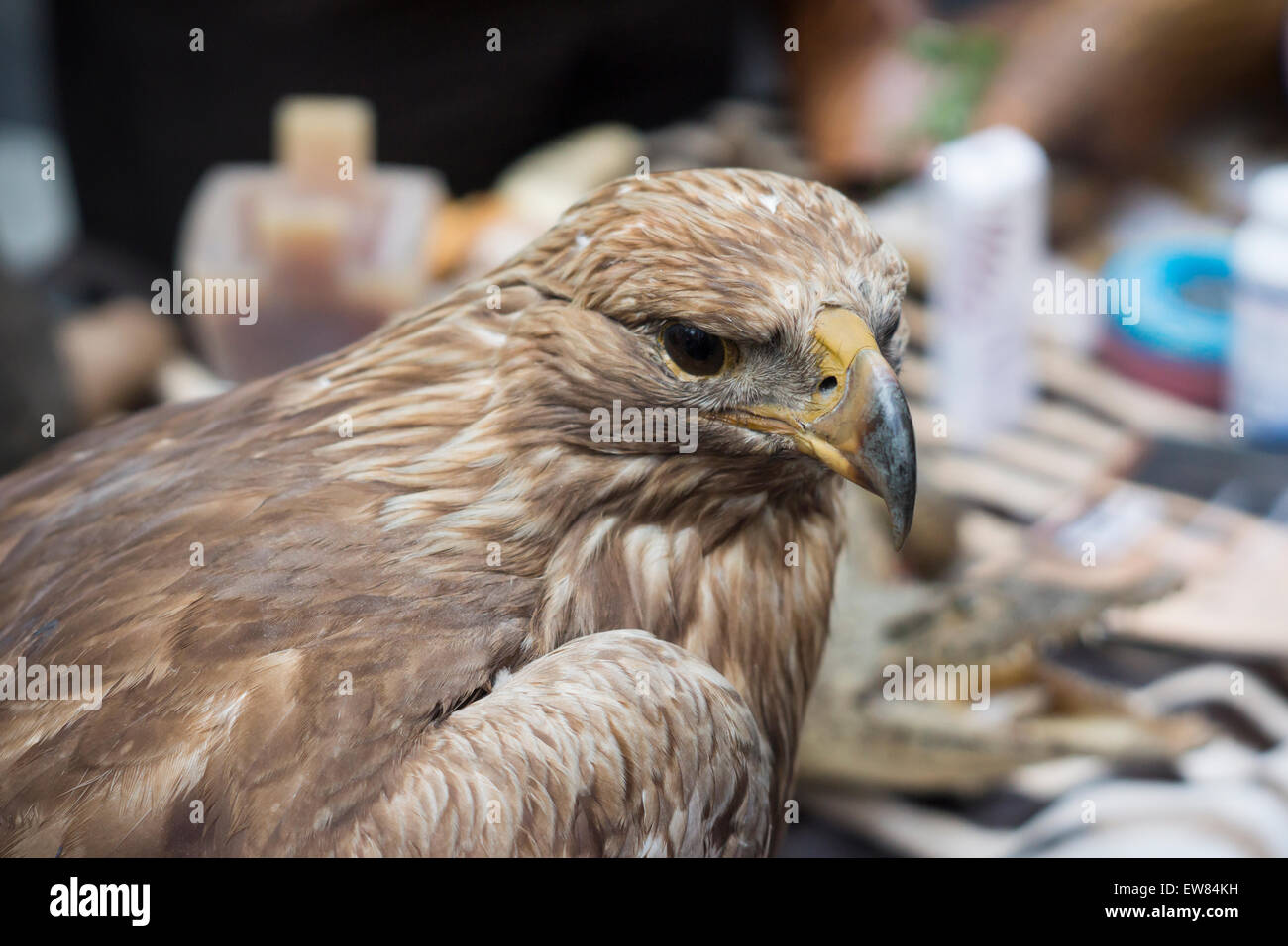 New York Usa 19th June 2015 A Stuffed Golden Eagle And