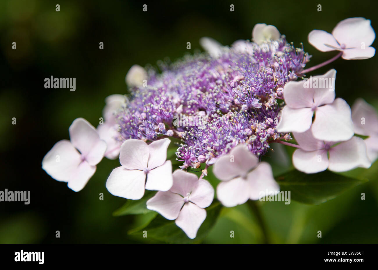 Mountain Hydrangea purple flower in Charleston, South Carolina USA Stock Photo