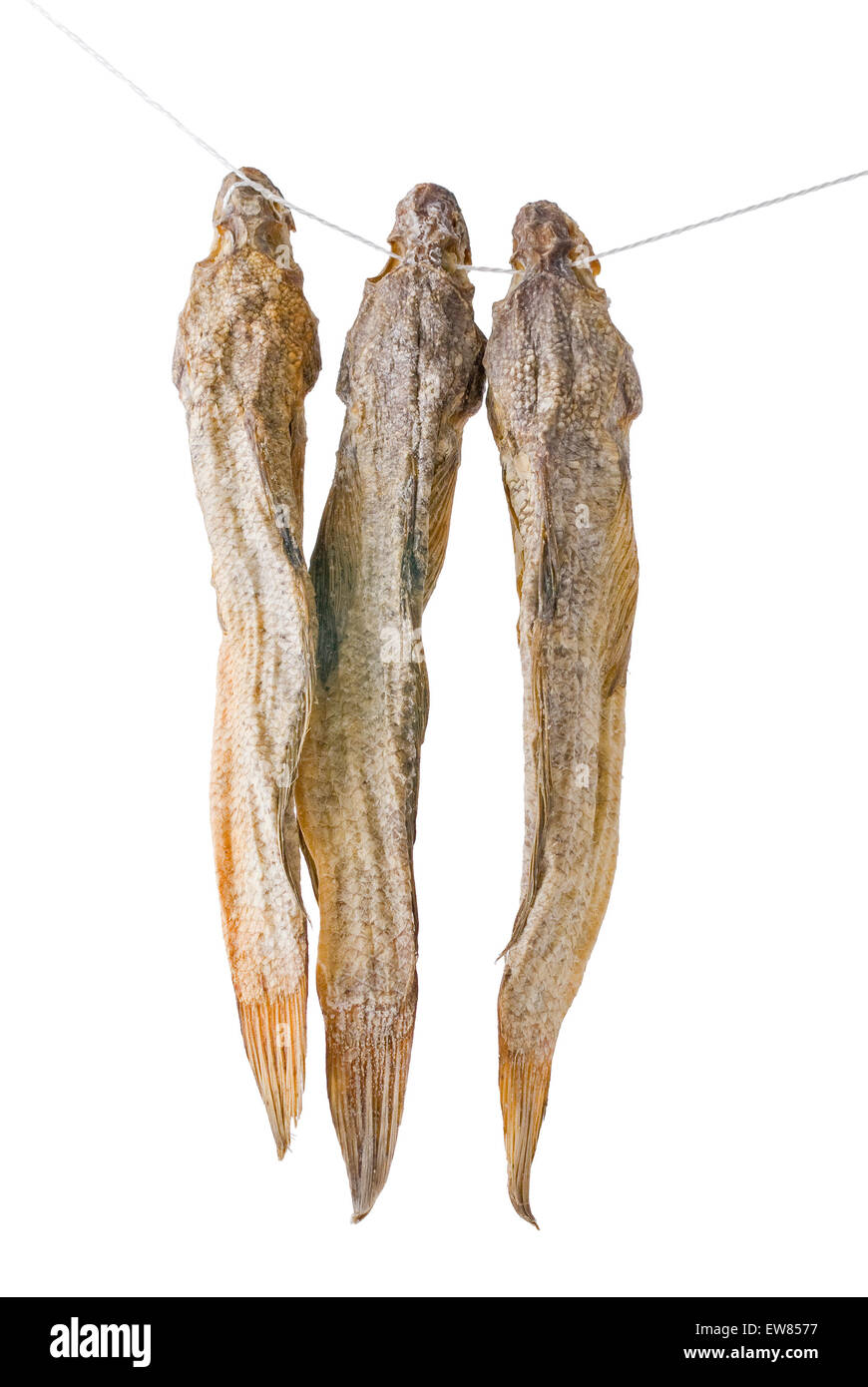 Dried bullhead (goby) on  a cord Stock Photo