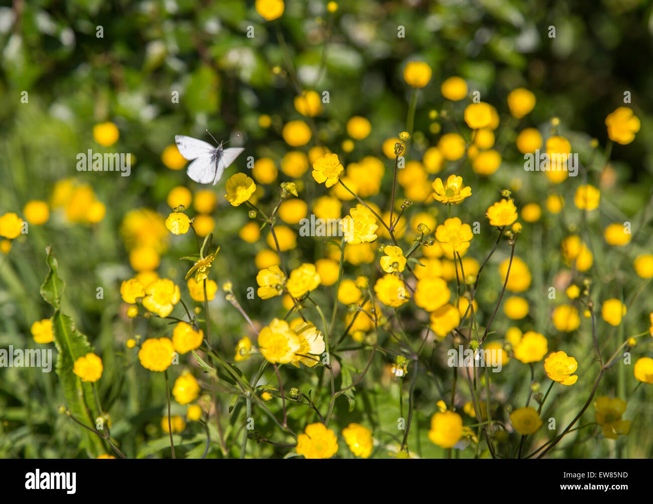 Butterfly on Buttercup Flower Stock Photo Alamy