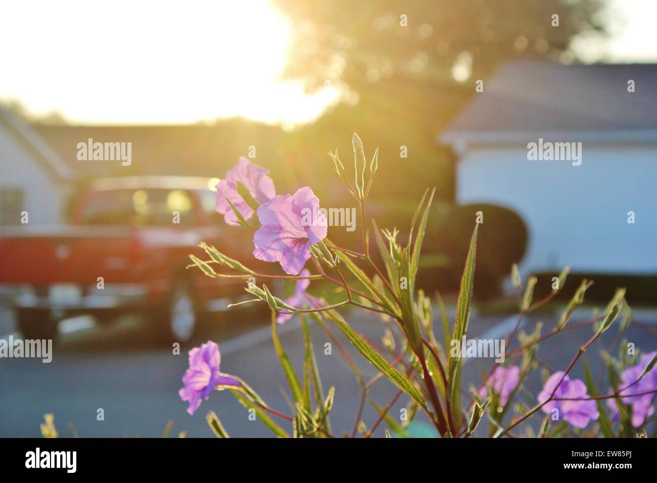 Flowers blooming in the morning sun Stock Photo Alamy