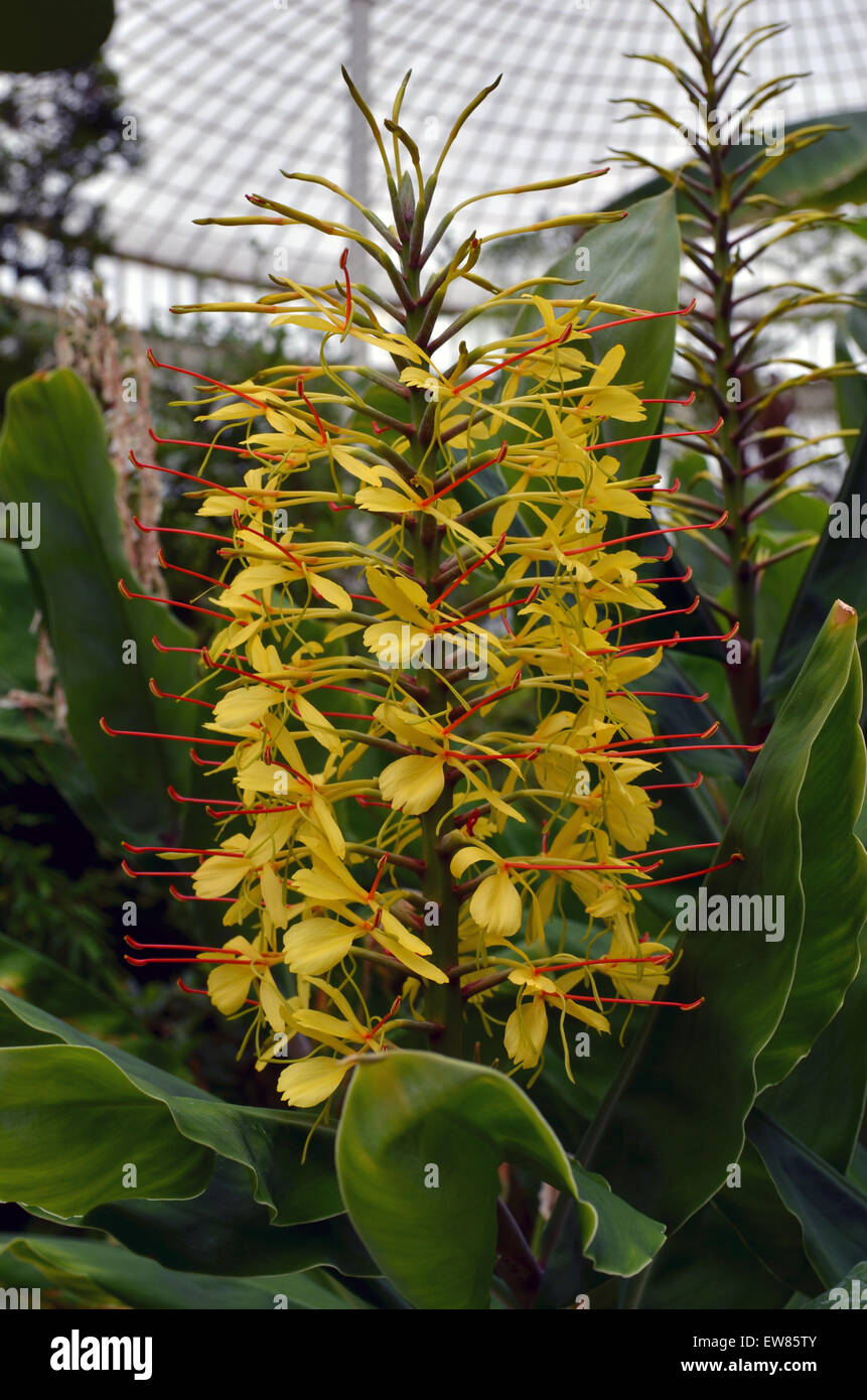 Hedychium gardnerianum, Kahili Ginger. Hedychiums are collectively known as the butterfly gingers. Stock Photo