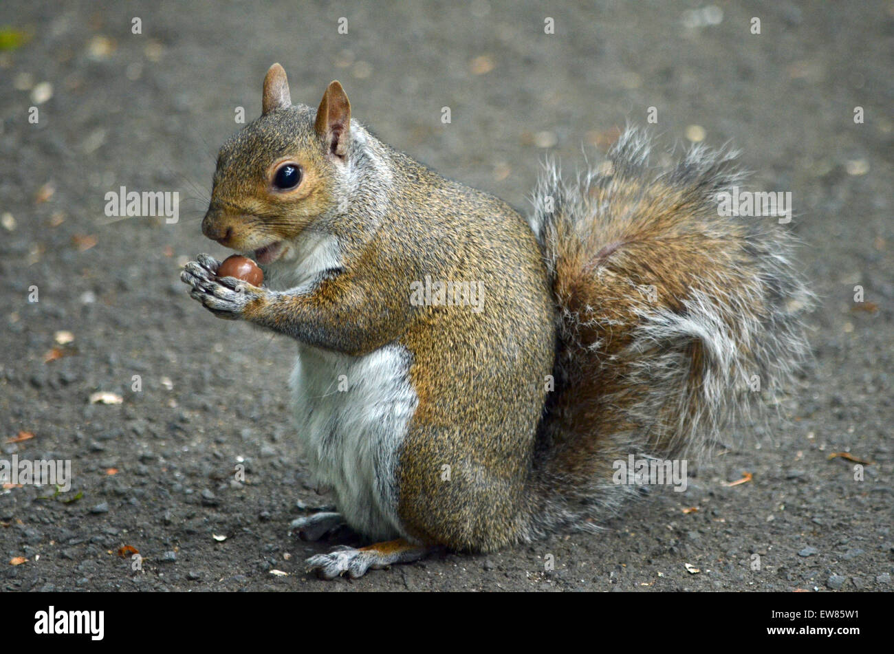 Squirrels love Maltesers. A squirrel in Queen's Park, Glasgow enjoying a sweet given to him by a man Stock Photo
