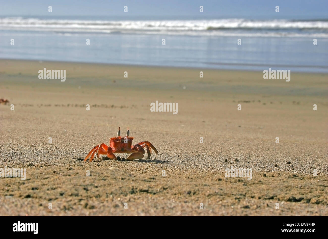 Orange ghost crab on beach, (Ocypode spp.), Costa Rica Stock Photo