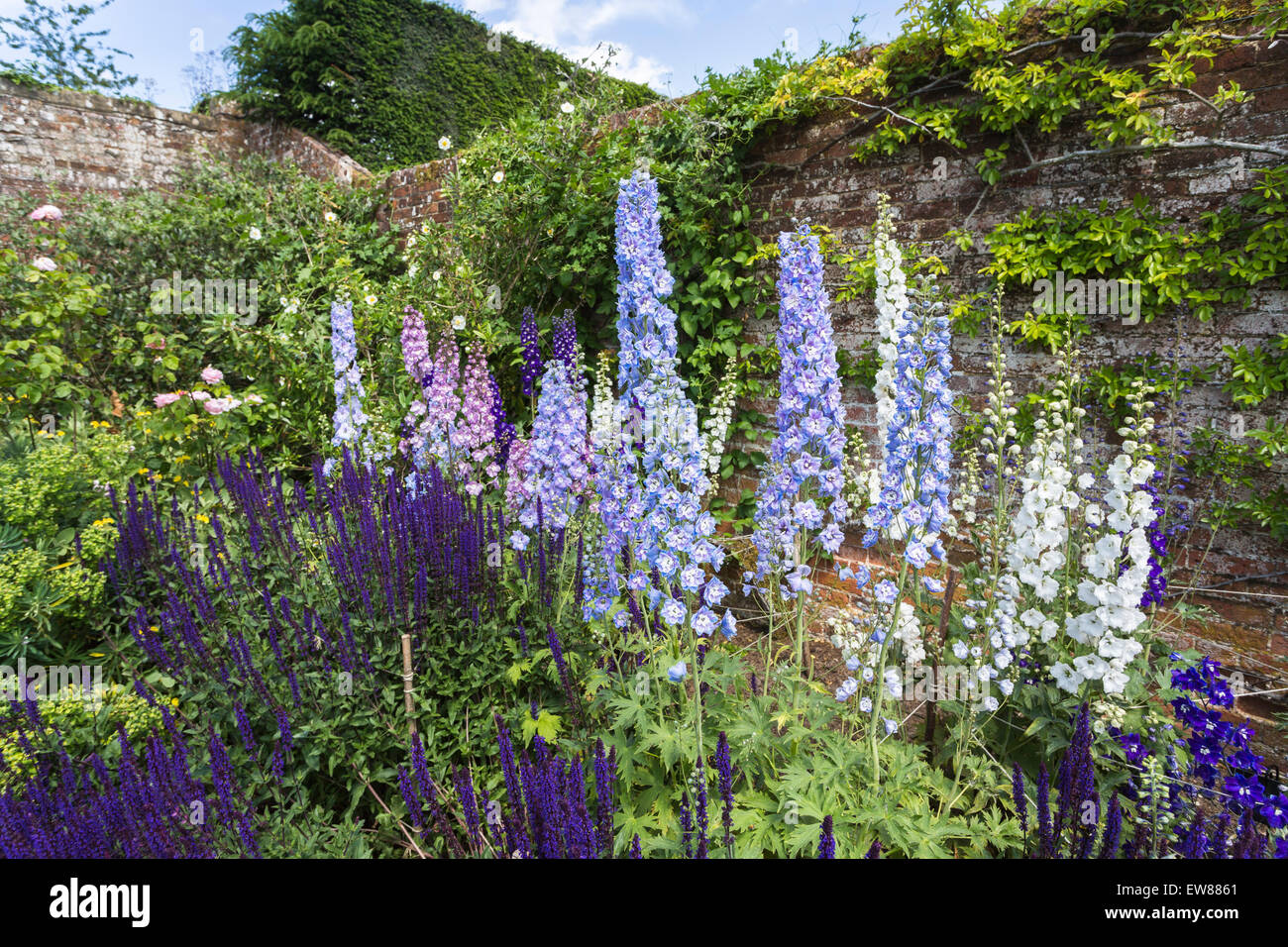 Pretty blue delphiniums flowering in a walled garden in summer, Surrey, England, UK Stock Photo