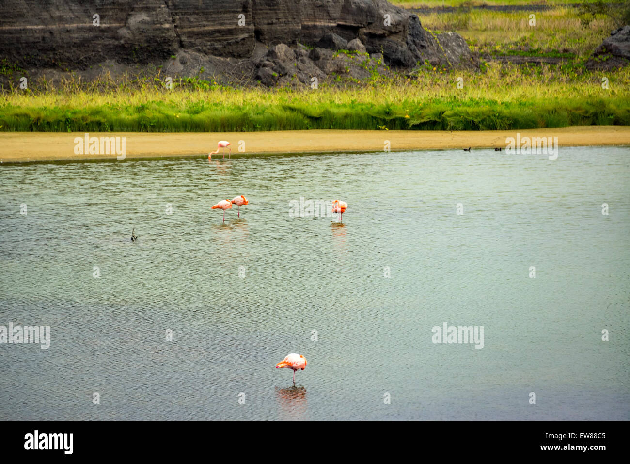 Five flamingos in a lake on Isabela Island in the Galapagos Islands in Ecuador Stock Photo