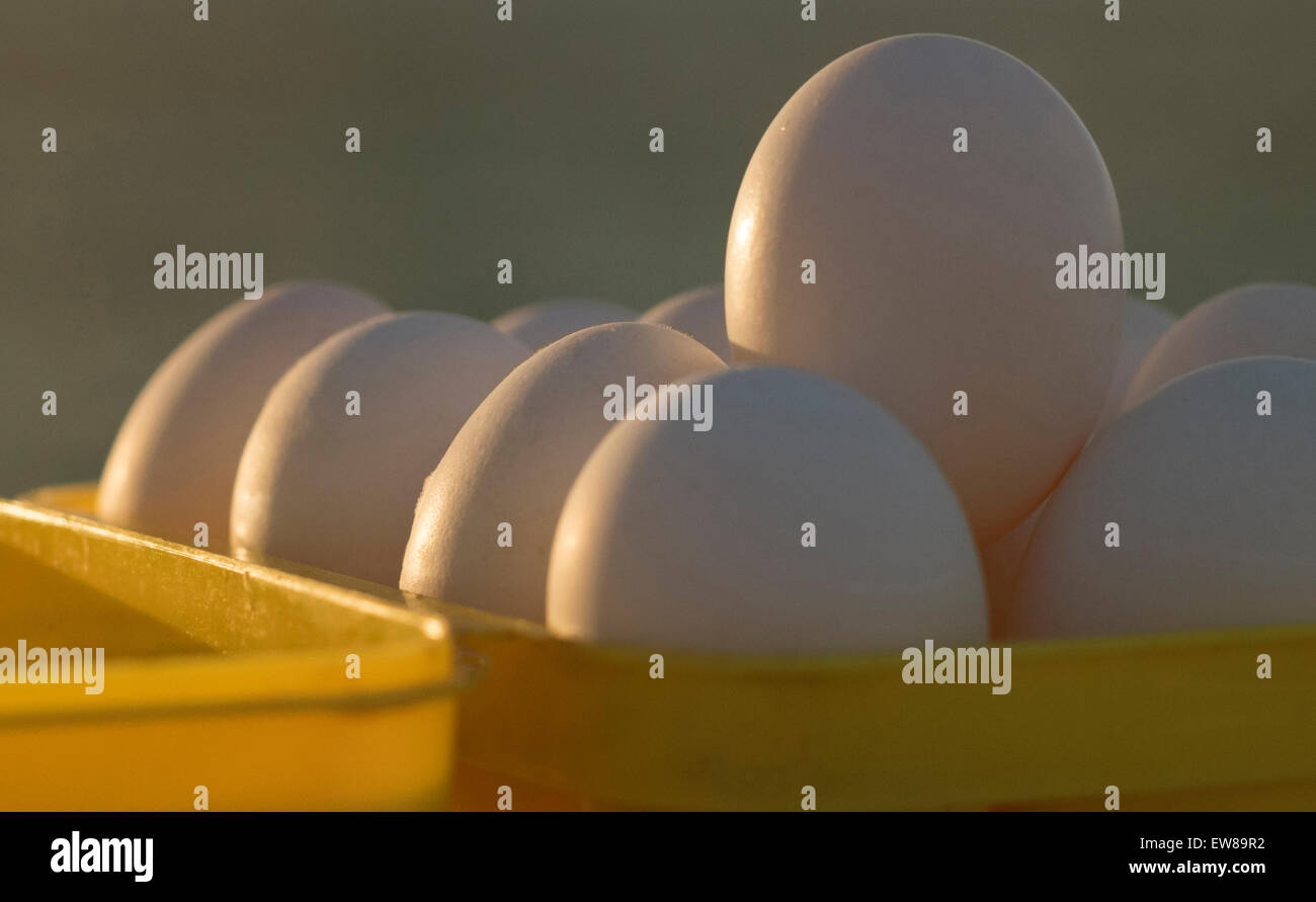 Eggs in an egg crate Stock Photo Alamy