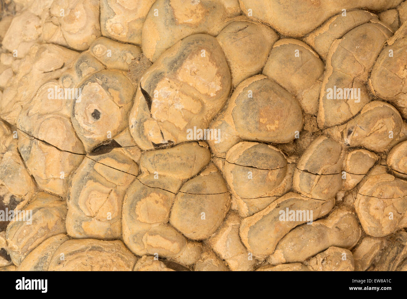 Fossil stromatolite, Wyoming Stock Photo