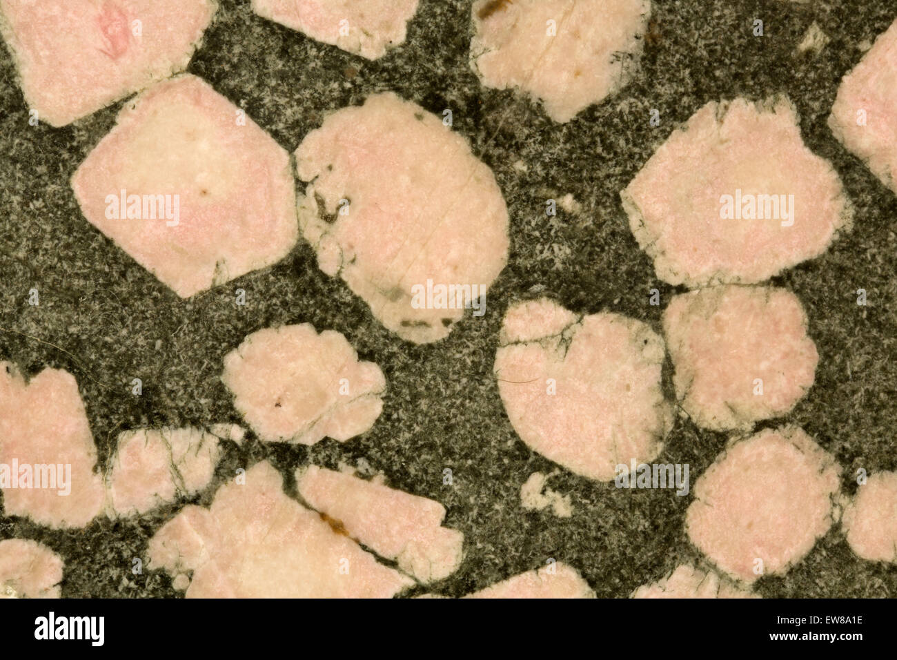 Porphyry,  igneous rock, feldspar phenocrysts in mafic matrix, Australia, show two different stages of cooling Stock Photo