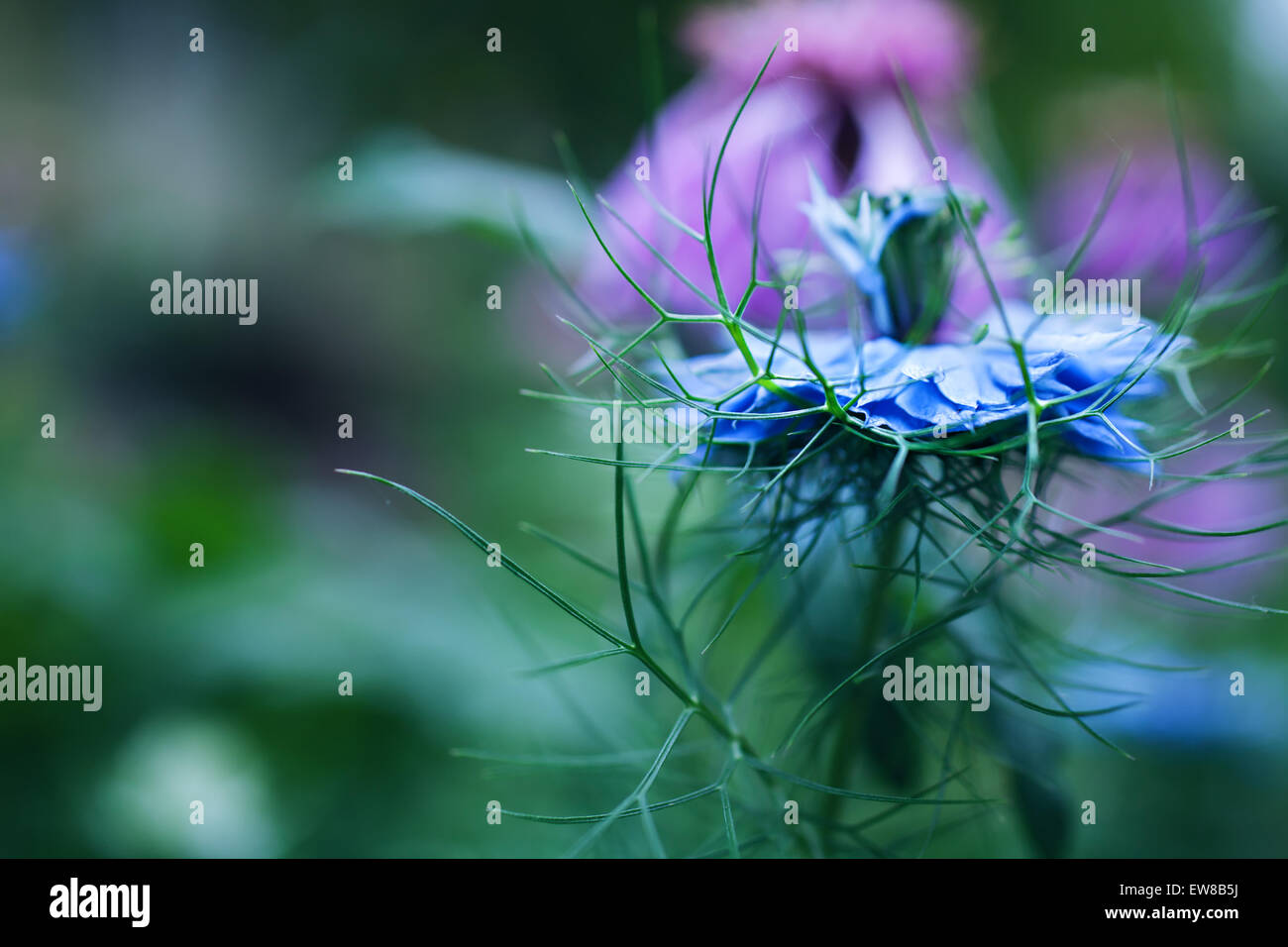 One beautiful blue cornflower flower close up Stock Photo