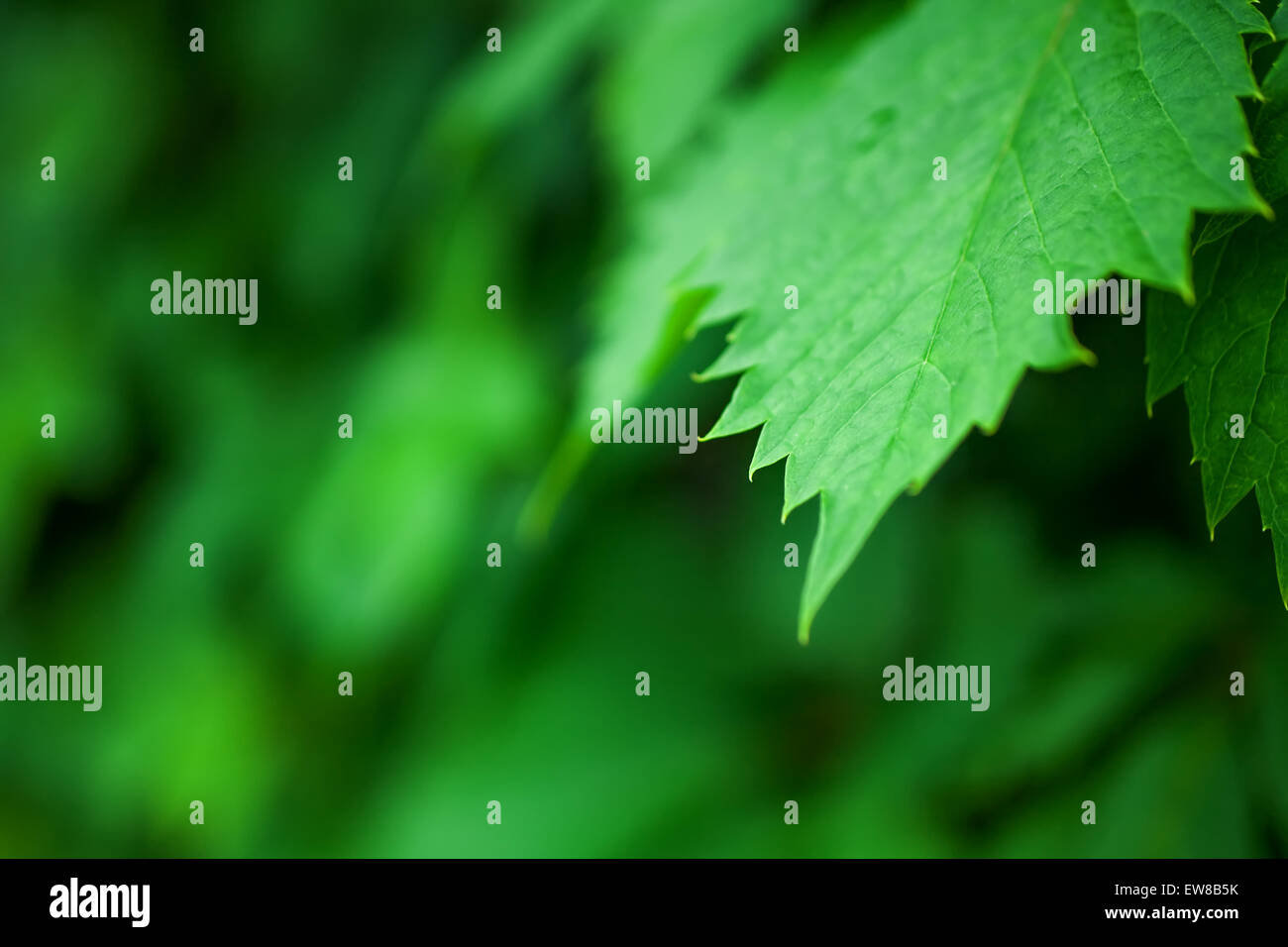 Background with lush green grape leaves macro Stock Photo - Alamy