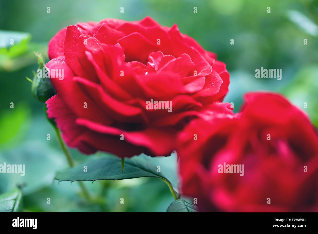Bush Roses Vs Red Roses Flowers of red roses on the bush macro Stock Photo - Alamy