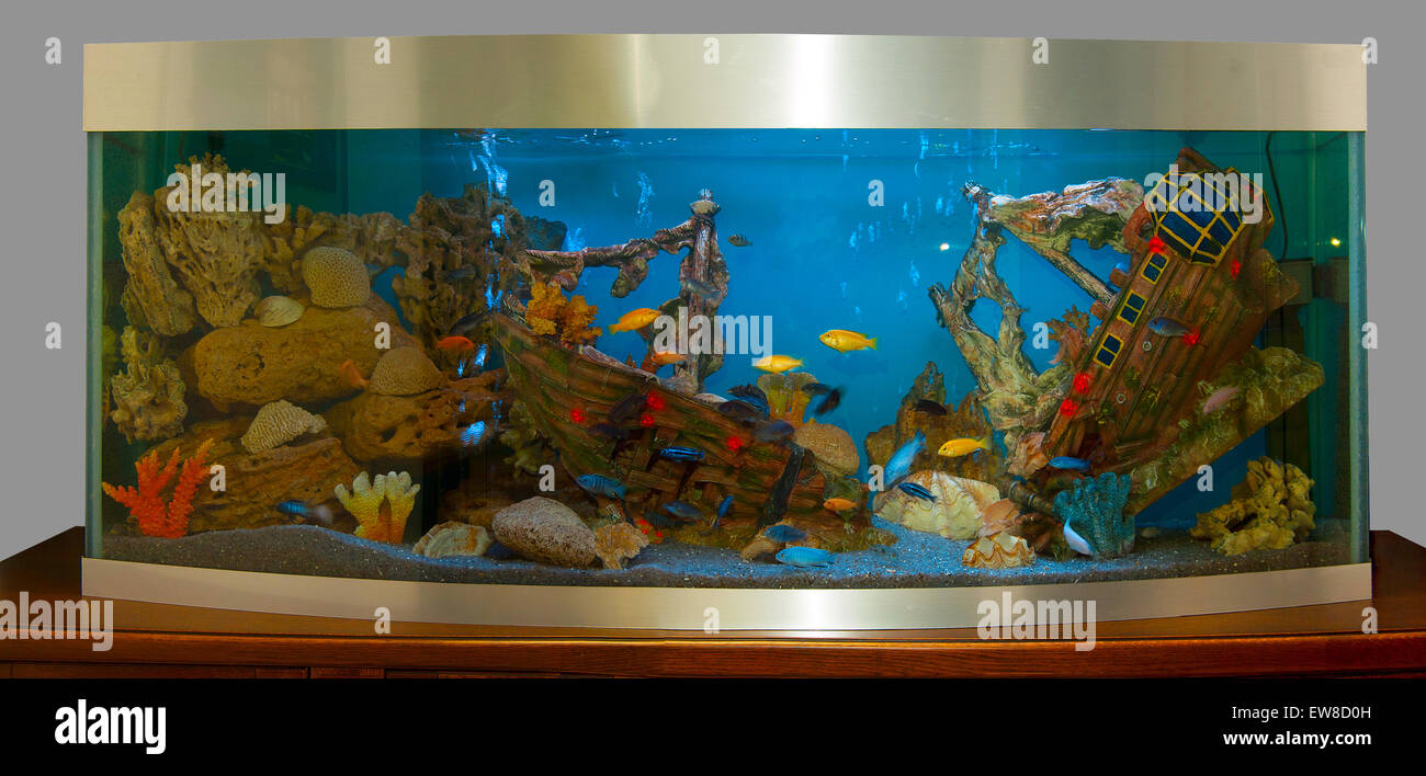 Aquarium yellow fish (Labidochromis caeruleus). Stock Photo