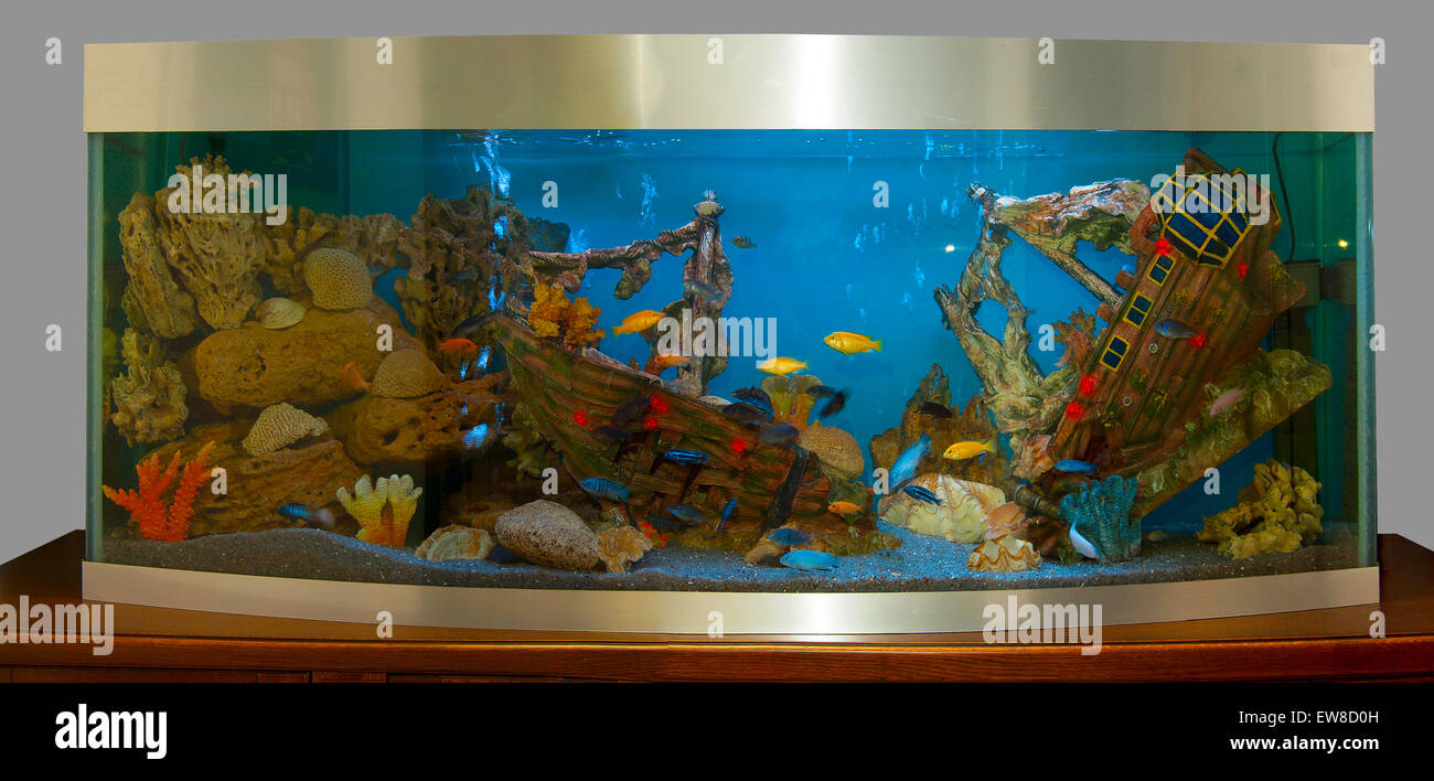 Aquarium decoration hi-res stock photography and images - Alamy