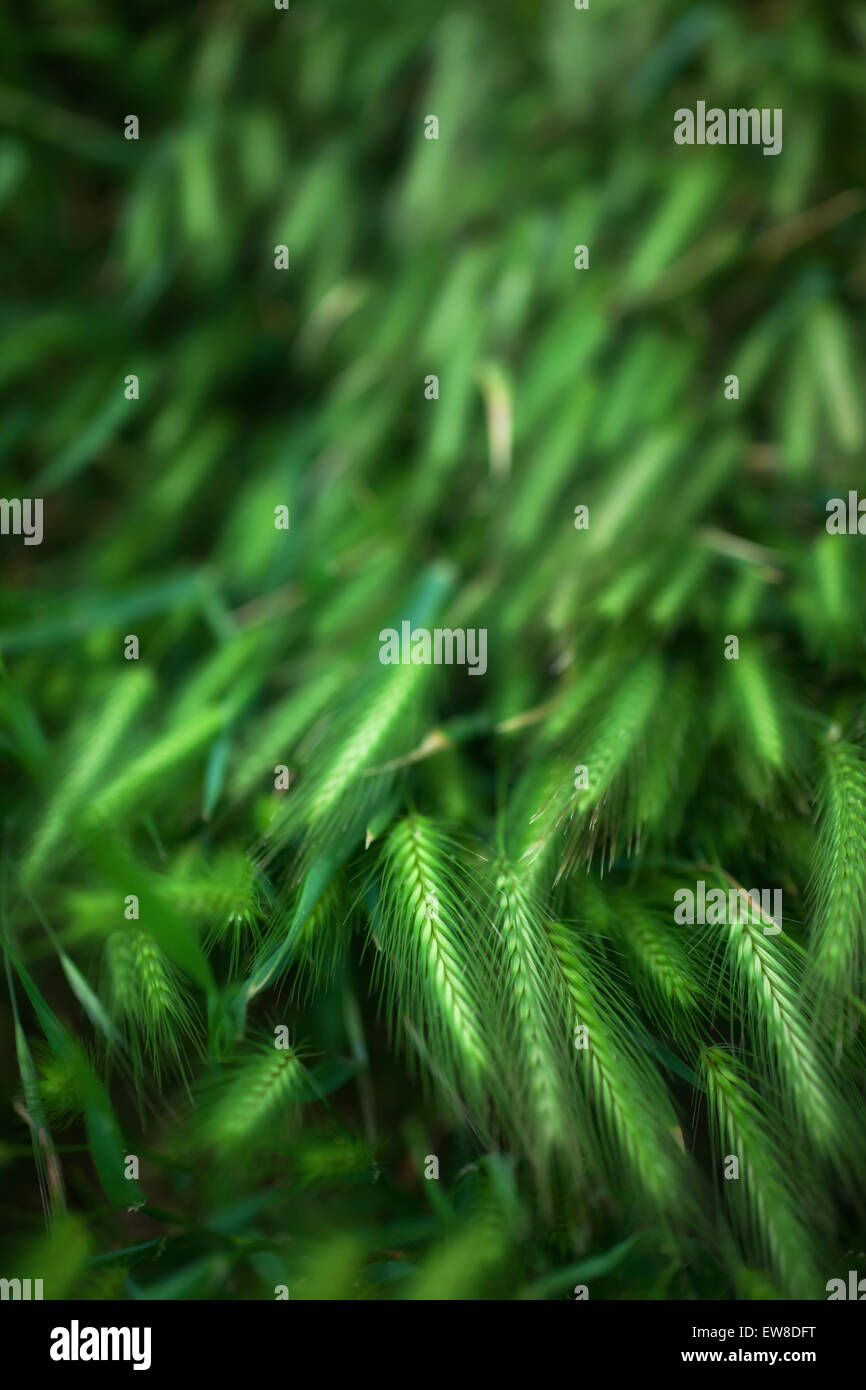 Juicy green spring field hi-res stock photography and images - Alamy