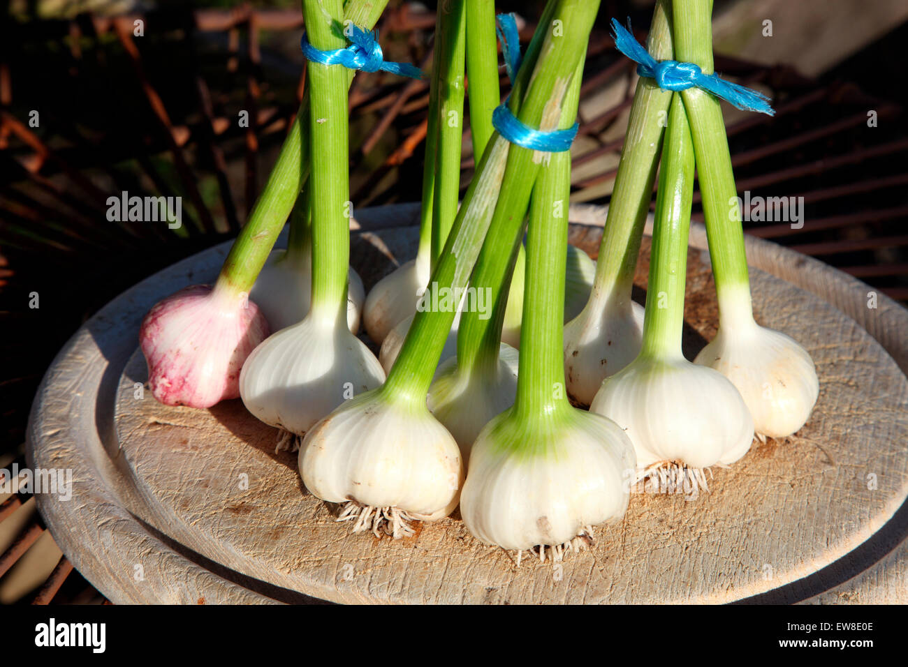 Freshly pulled garlic bunches Stock Photo