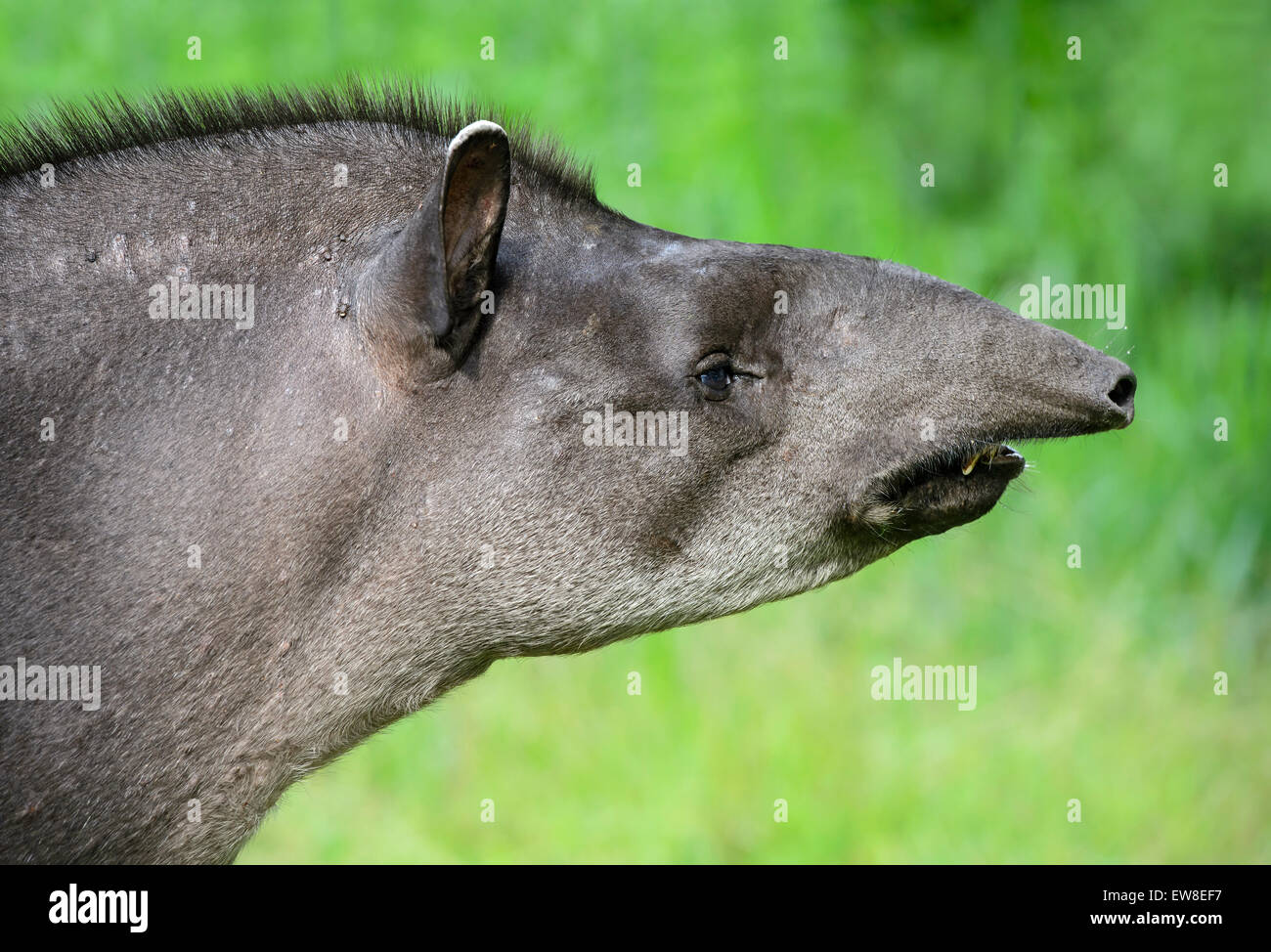 Female Amazonian tapir (Tapirus terrestris), Tapir family (Tapiridae), Amazon rainforest, Yasuni National Park, Ecuador Stock Photo