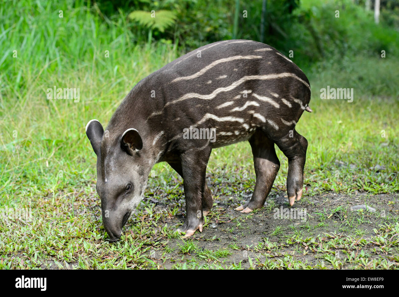 Juvenile Amazonian tapir (Tapirus terrestris), Tapir family (Tapiridae), Amazon rainforest, Yasuni National Park, Ecuador Stock Photo