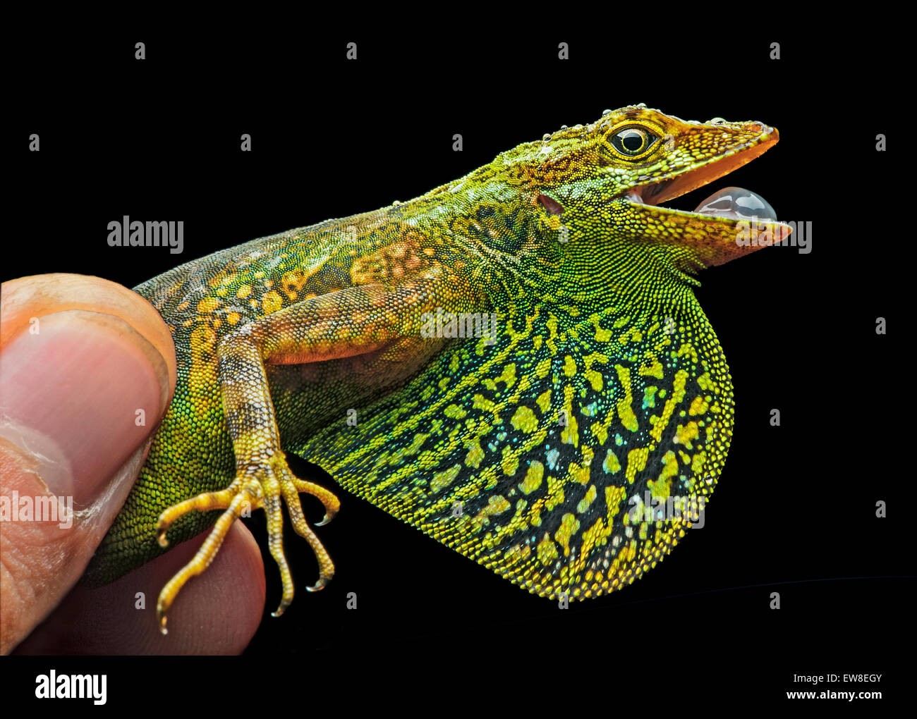 Male Gem Anole lizard (Anolis gemmosus), exposing its turquoise-yellowish patterned dewlap, Mindo, Ecuador Stock Photo