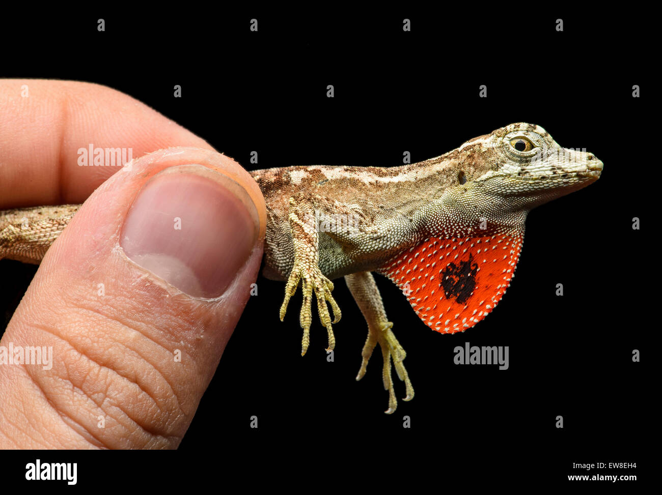Male Anole lizard (Anolis lyra) exposing its orange-red dewlap, Iguana family (Iguanidae), Chocó rainforest, Ecuador Stock Photo
