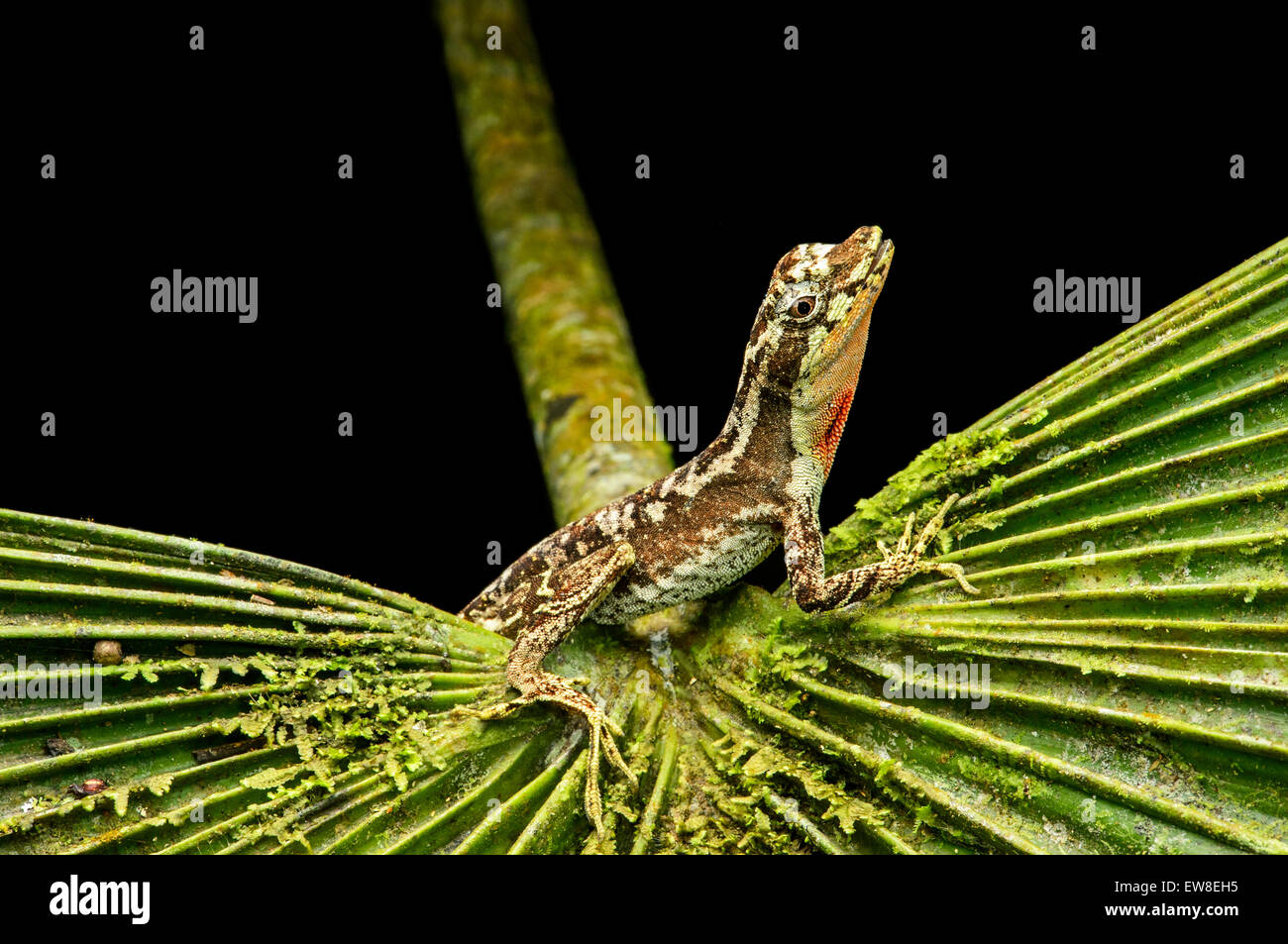 Male Anole lizard (Anolis lyra), Iguana family (Iguanidae), Chocó rainforest, Ecuador Stock Photo