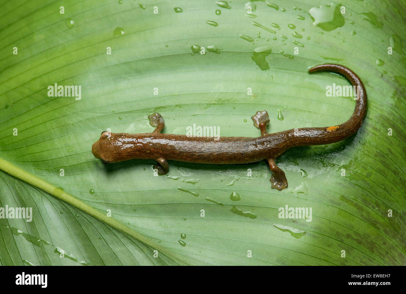 Neotropical climbing salamander (Bolitoglossa equatoriana), Choco rainforest, Ecuador Stock Photo