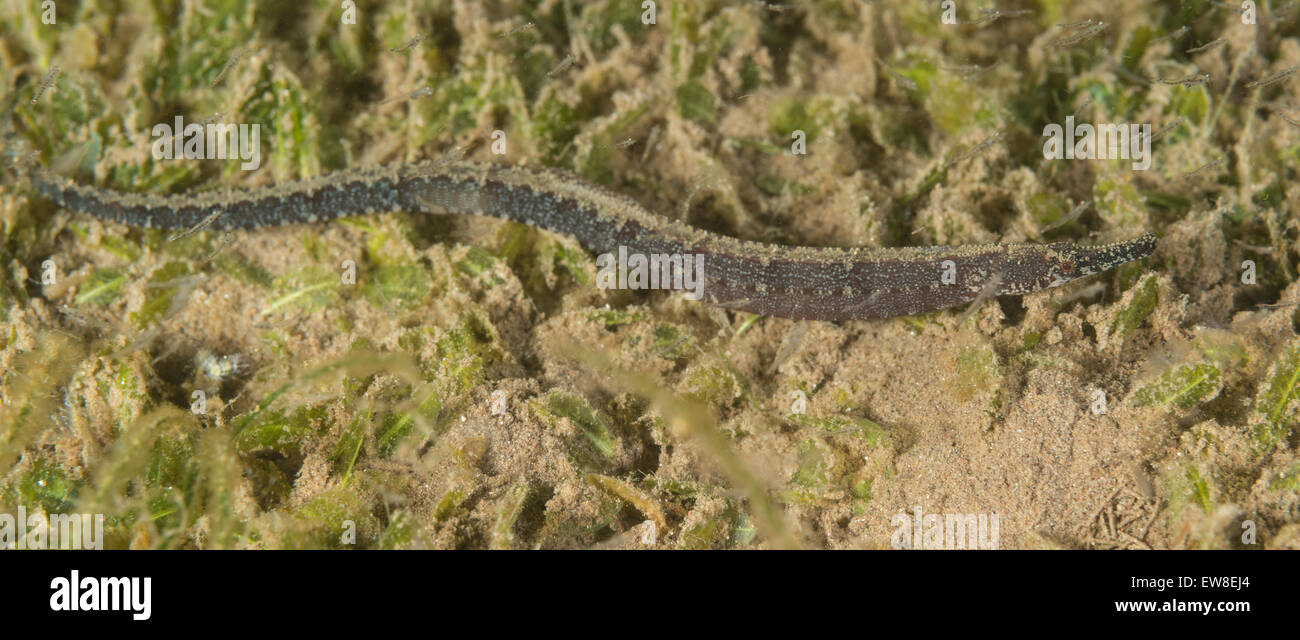 Pipefish swimming over the ocean floor Stock Photo