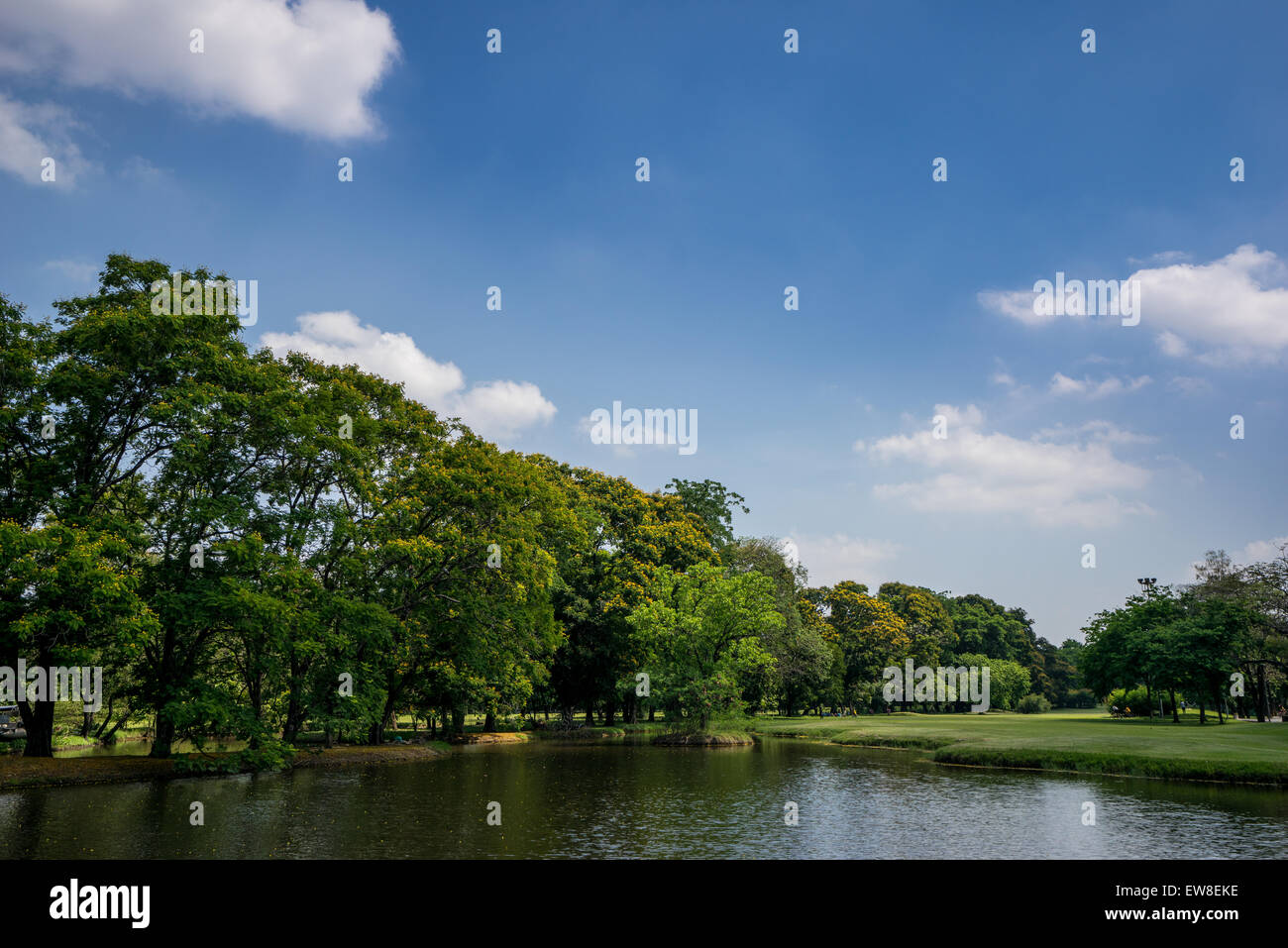View of green trees in the city park, in sunny summer day Stock Photo ...