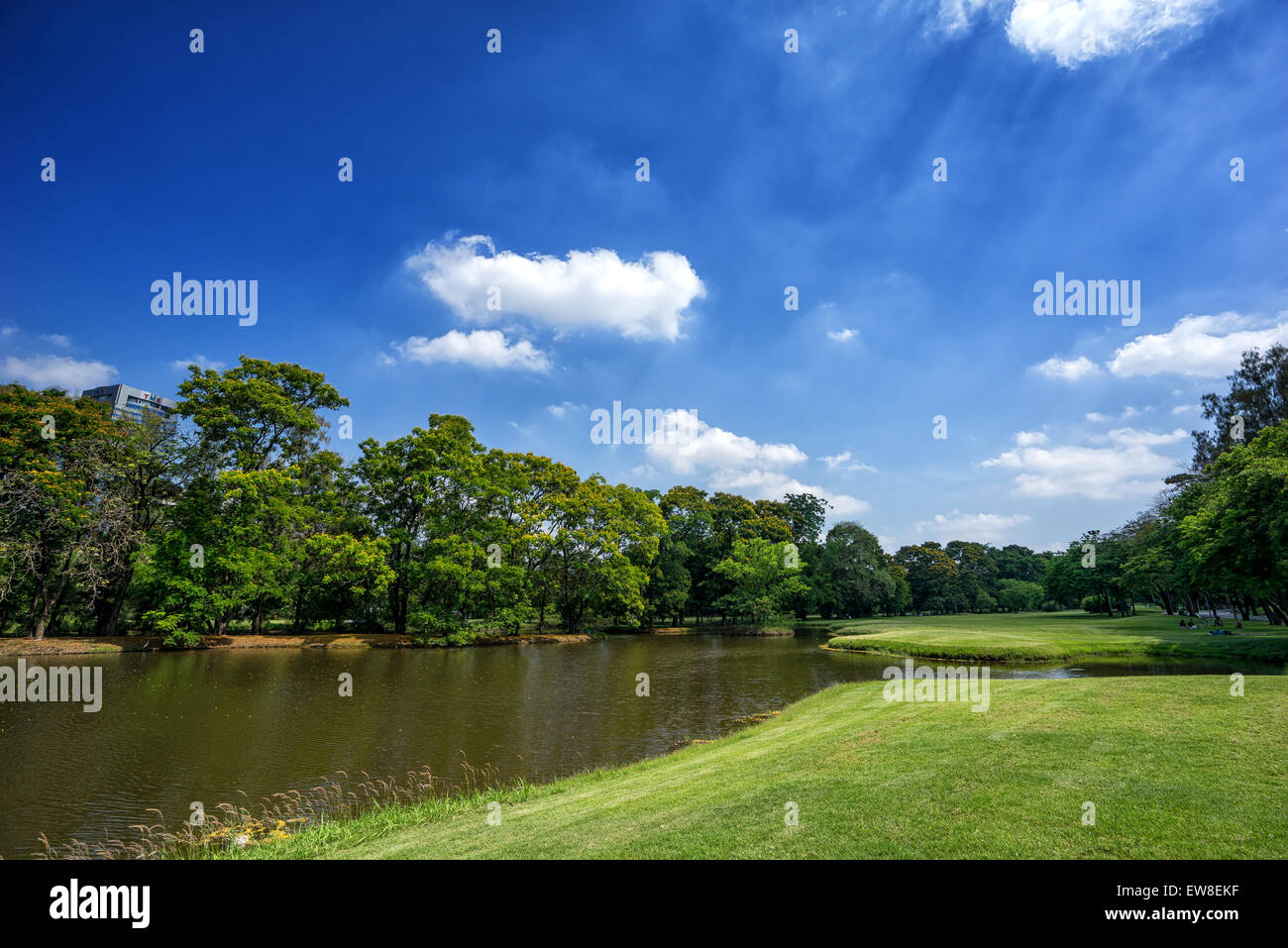 View of green trees in the city park, in sunny summer day Stock Photo ...