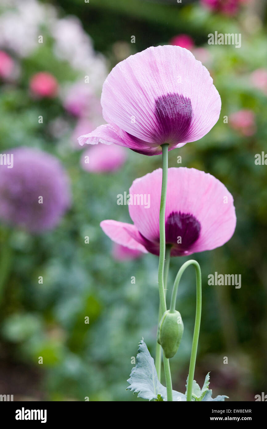 Papaver somniferum - Pink Opium poppy growing in a garden Stock Photo ...