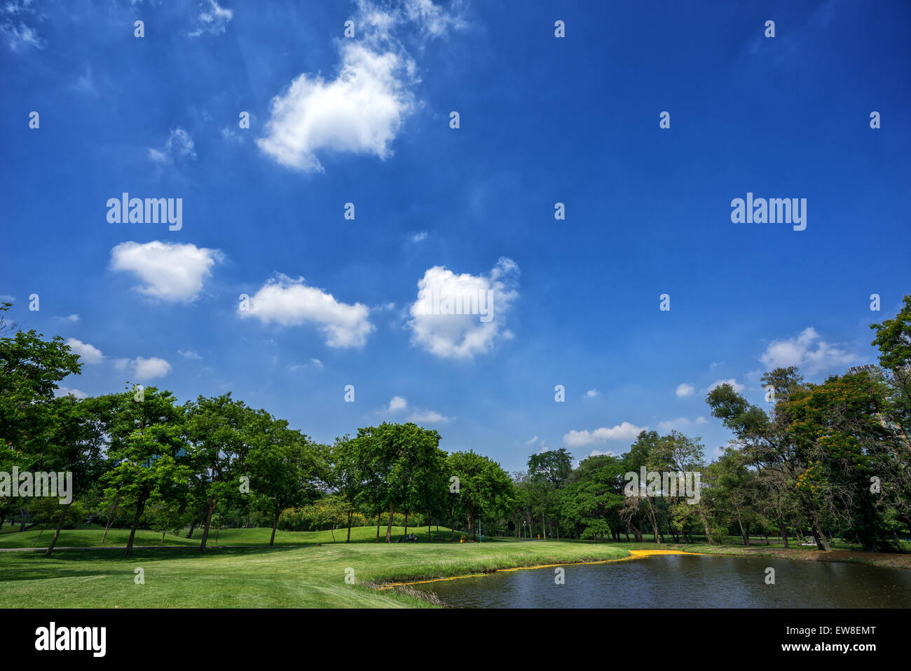 View of green trees in the city park, in sunny summer day Stock Photo ...