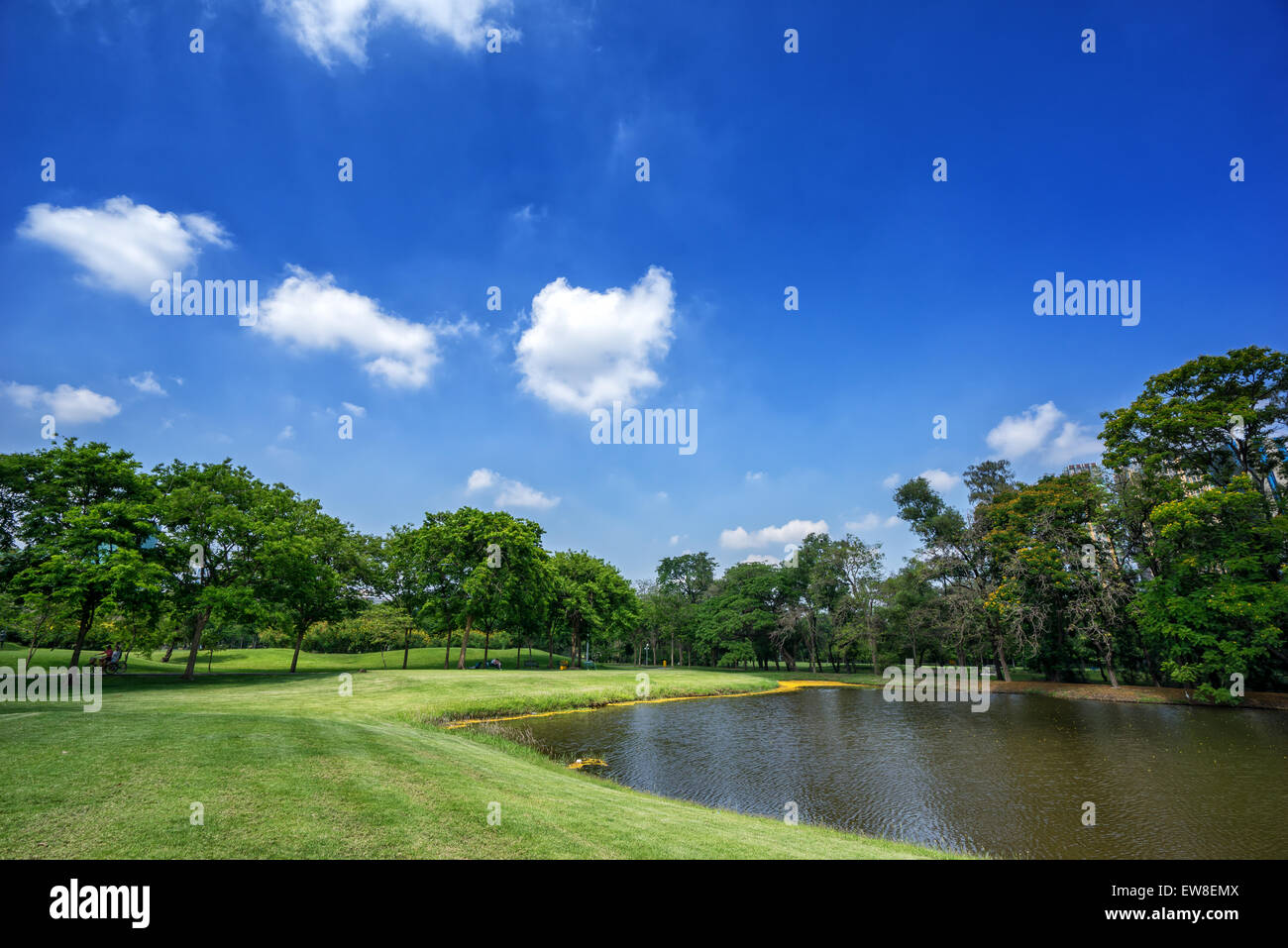 View of green trees in the city park, in sunny summer day Stock Photo ...