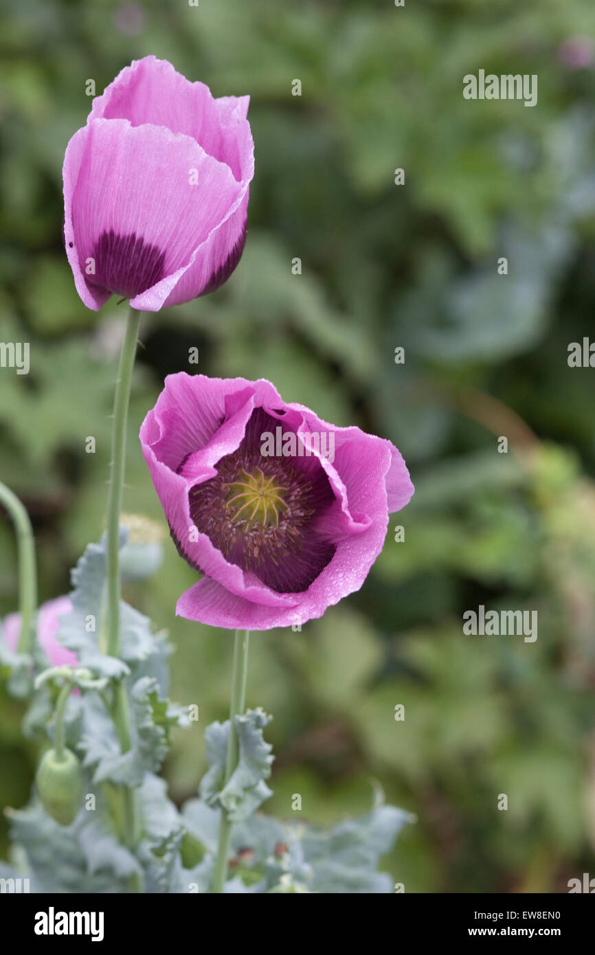 Papaver somniferum - Pink Opium poppy growing in a garden Stock Photo ...