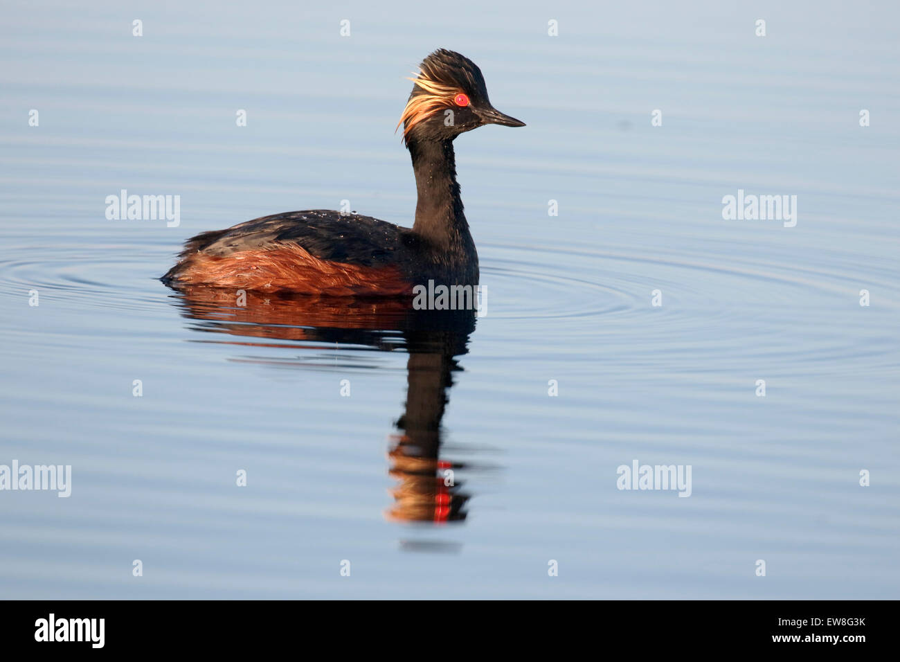 Black-necked grebe, Podiceps nigricollis,  single bird on water, Romania, May 2015 Stock Photo