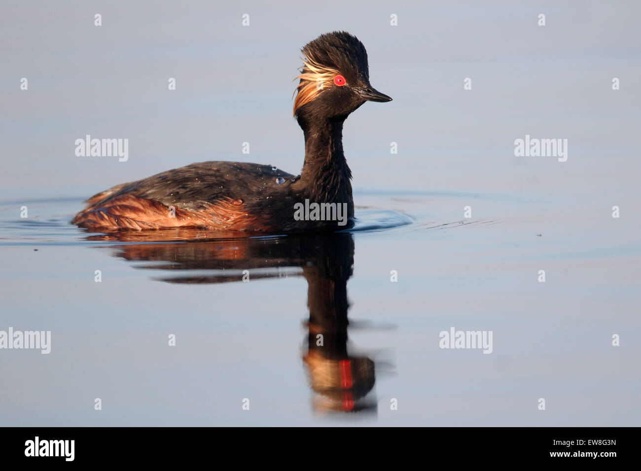 Black-necked grebe, Podiceps nigricollis, single bird on water, Romania, May 2015 Stock Photo