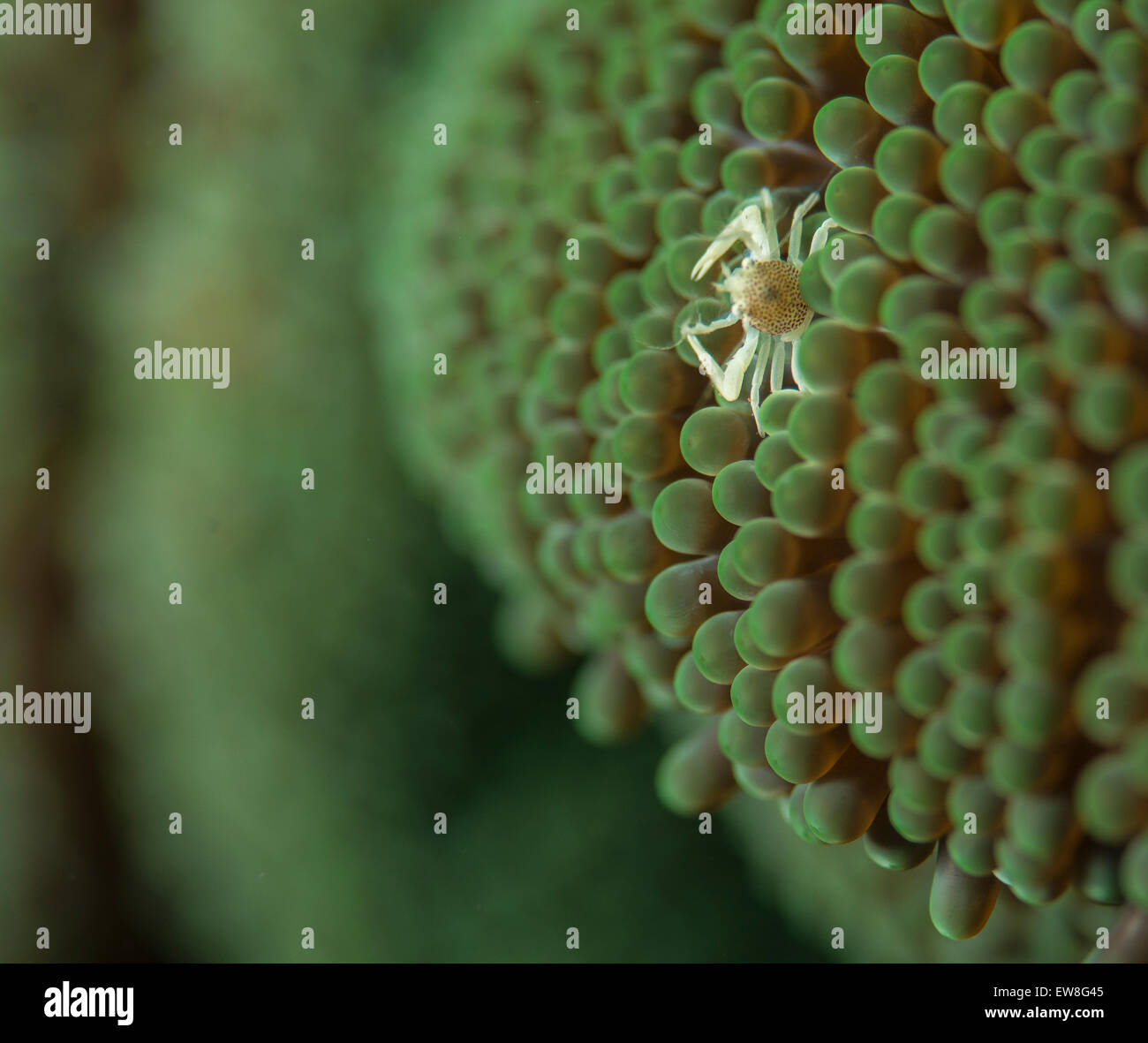 Baby porcelain crab in an anemone Stock Photo