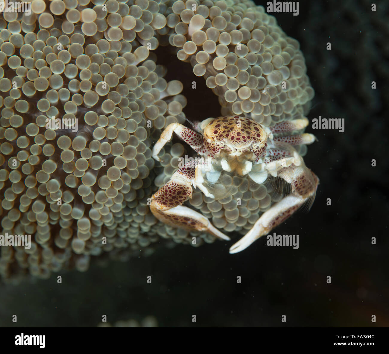 Porcelain crab holding out it's feelers to filter the water for food Stock Photo