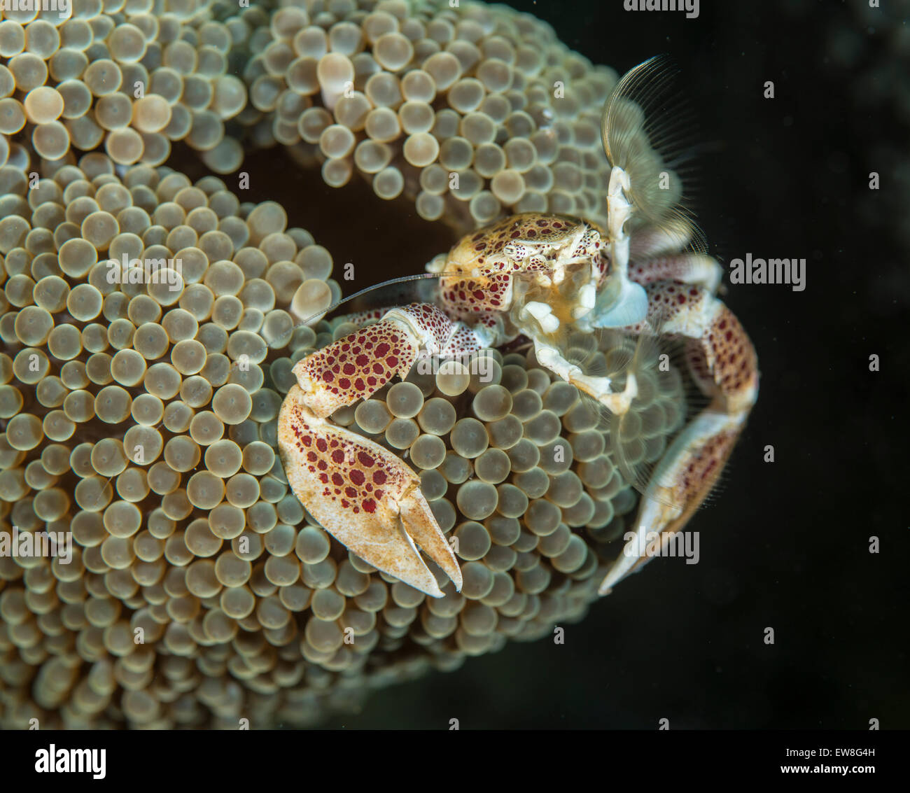 Porcelain crab holding out it's feelers to filter the water for food Stock Photo