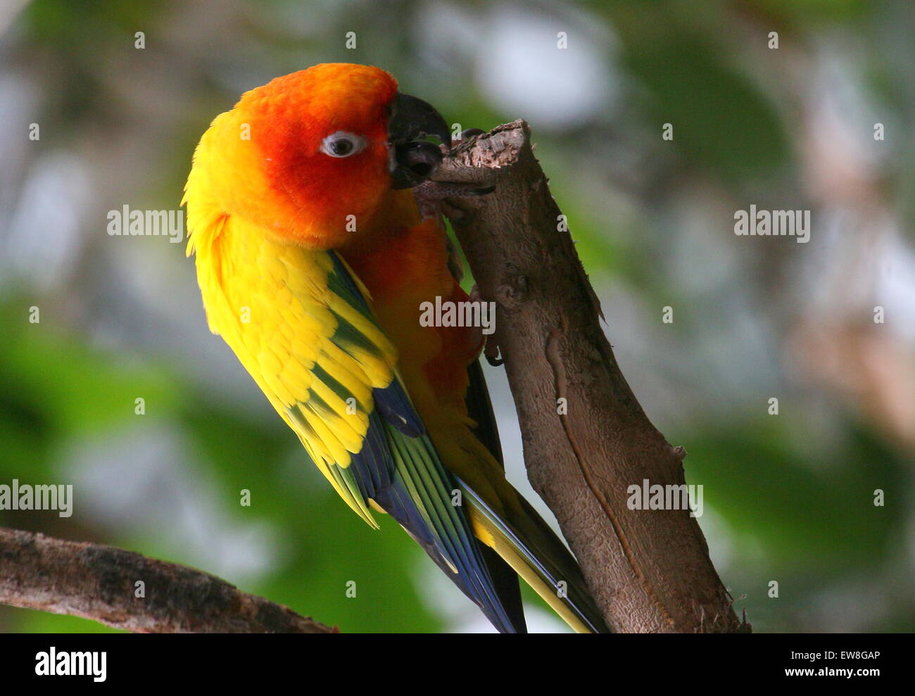 South American Sun Parakeet or Sun Conure (Aratinga solstitialis) looking for insects, clinging to a branch Stock Photo