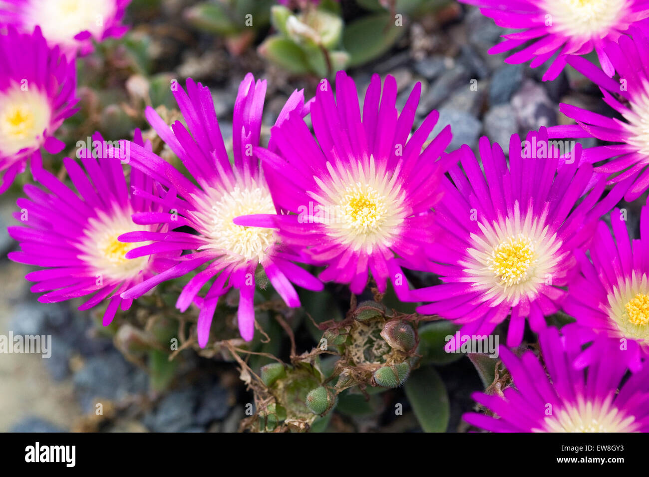 Delosperma sutherlandii flowers growing in a protected environment. Stock Photo