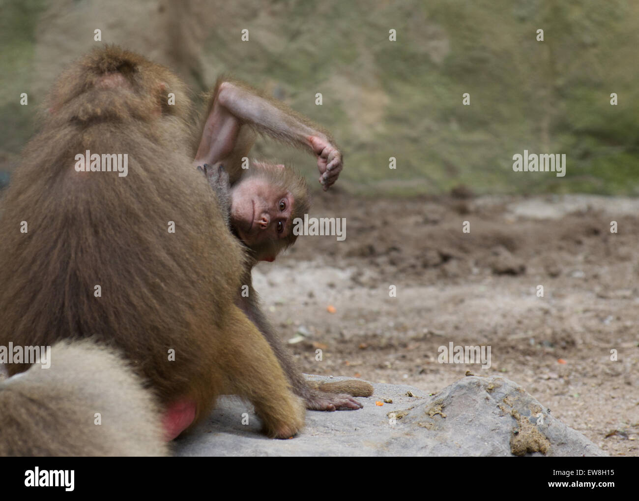 Shameful monkey stock image. Image of cleaning, africa - 87532525