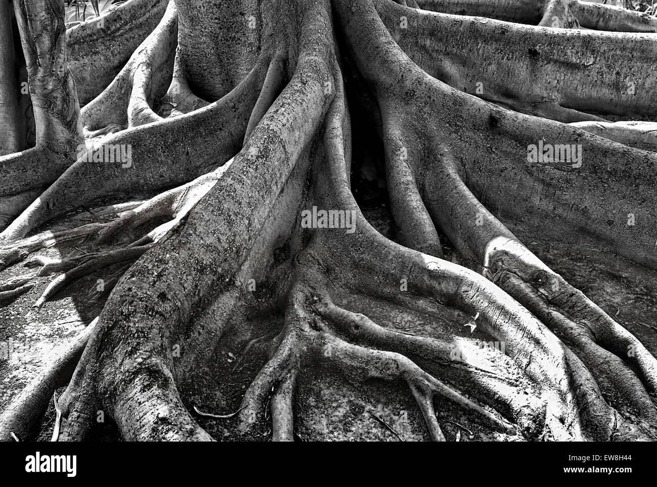 -Roots of Ancient Tree- Alicante (Spain). Stock Photo