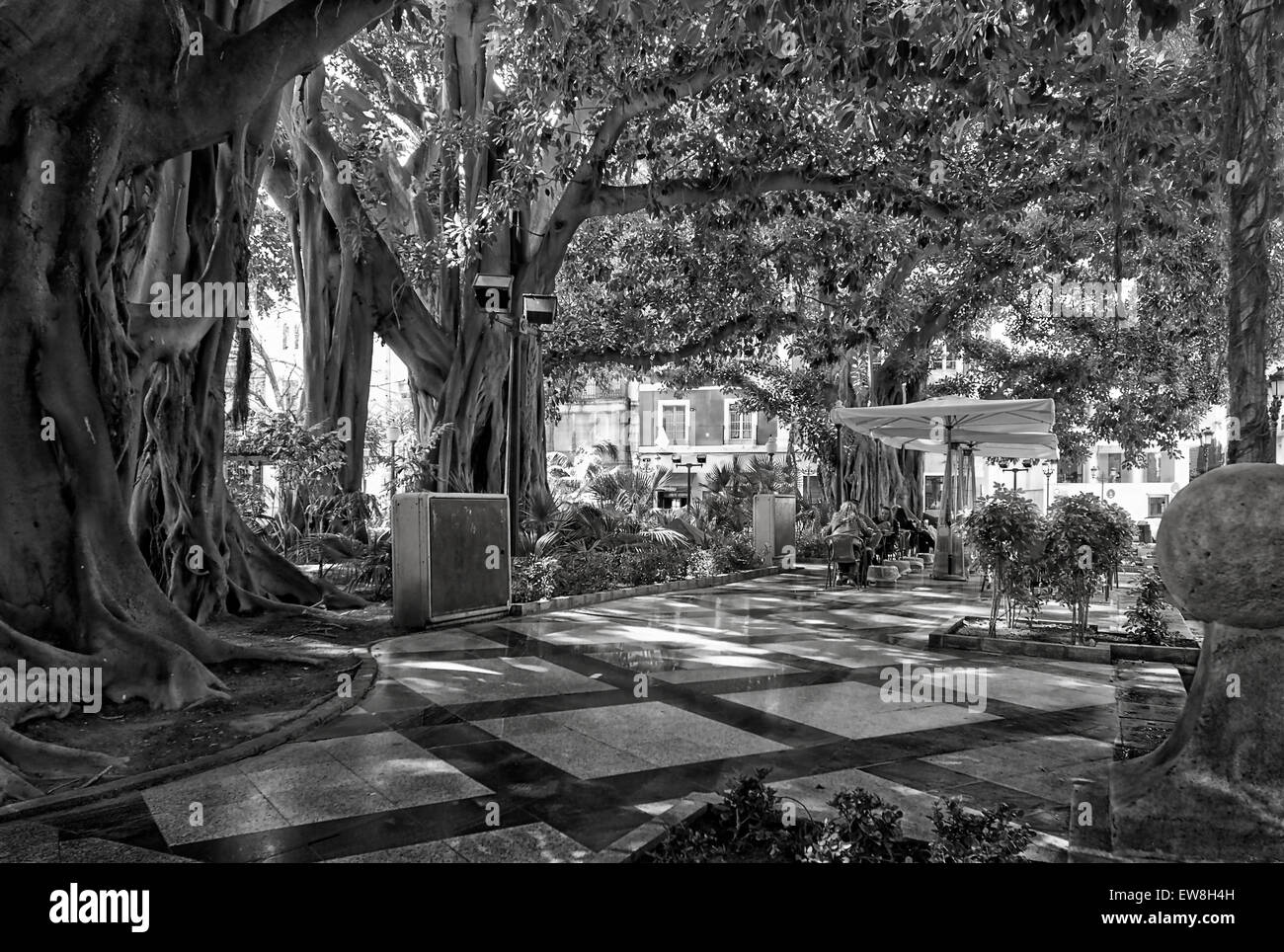 -Terraces Coffee shops under ancient trees- Alicante (Spain). Stock Photo