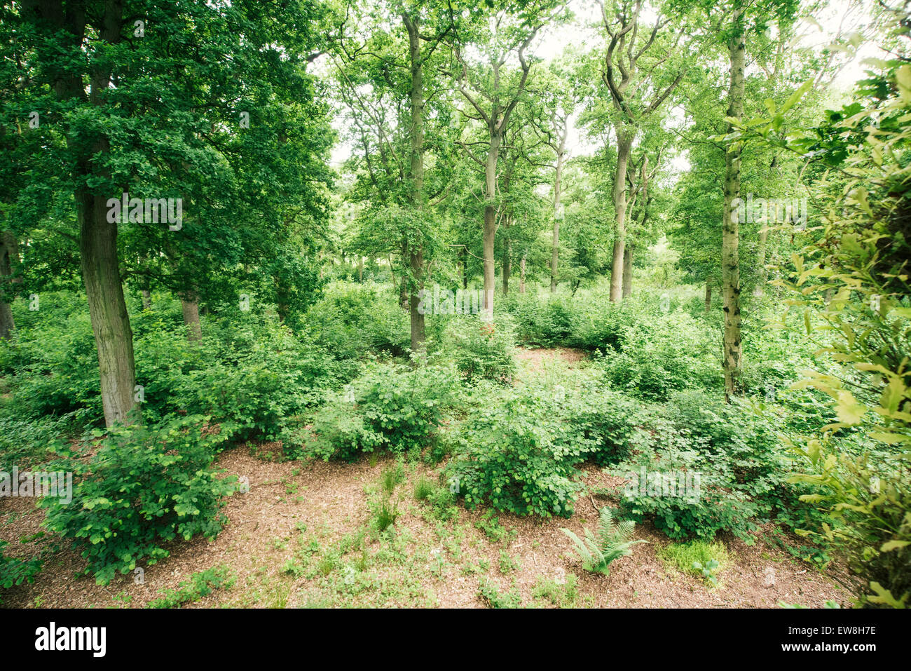 The understory from above. Stock Photo