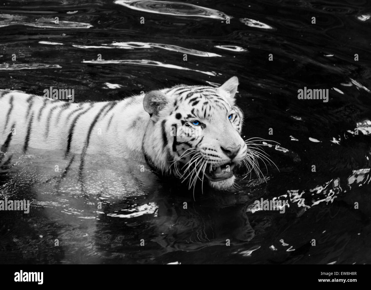White Tiger at Singapore Zoo wading through the water Stock Photo