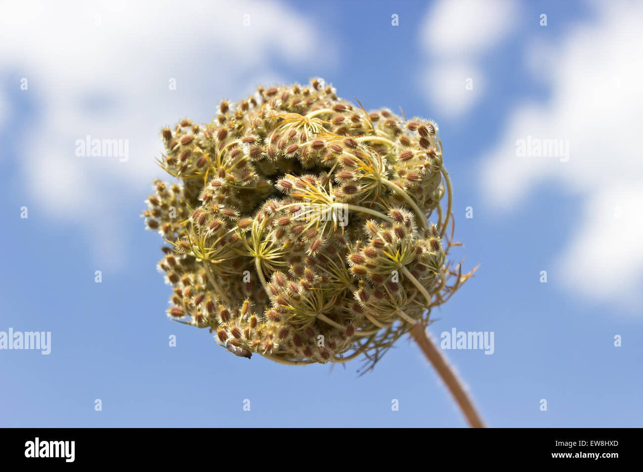 Blue wild flower hi-res stock photography and images - Alamy
