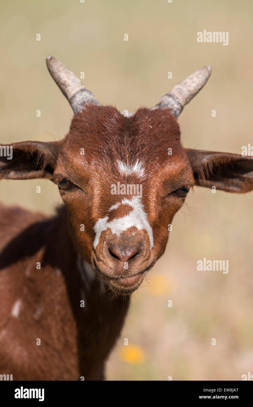 Goat ear tag hi-res stock photography and images - Page 2 - Alamy
